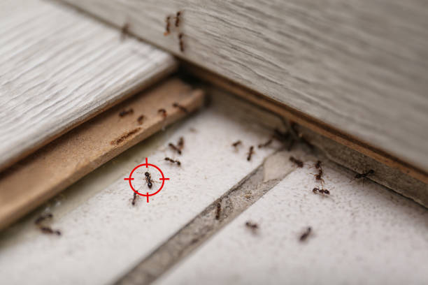  Ardmore, OK Pest Control Pros